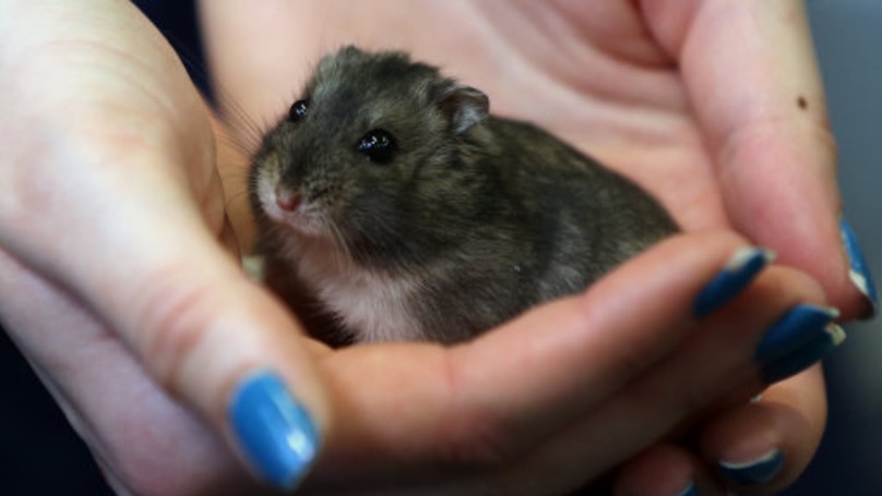 Hamster flushed down toilet after being rejected from flight, Report