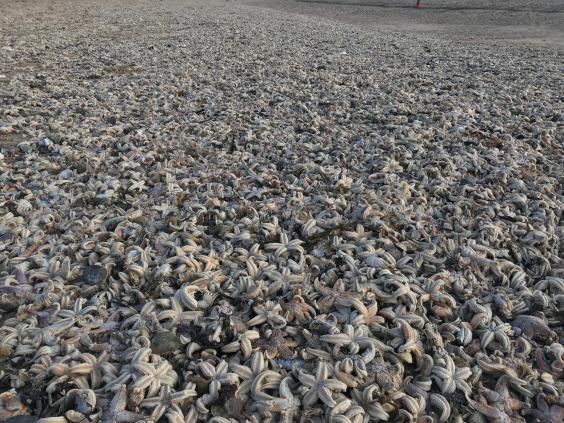 Dead starfish wash up on UK Beach