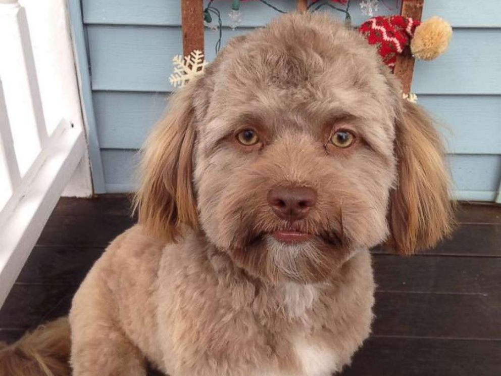 Dog With Human Face goes viral on Twitter