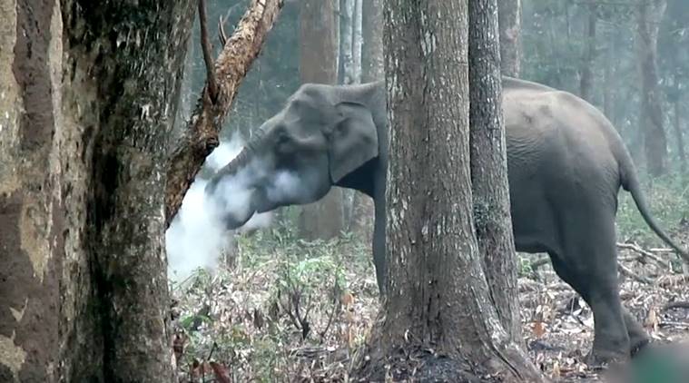 Elephant Caught Smoking inside Nagarahole National Park (Watch)