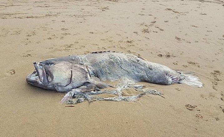 Fish washed up on Queensland beach: I've Never Seen Anything Like It'