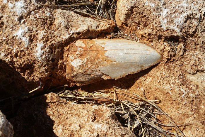 Giant Shark Tooth Stolen in Australia