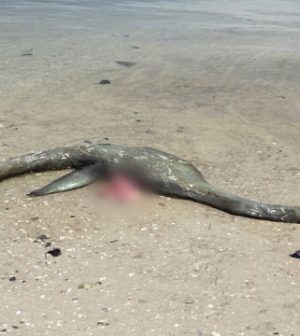 Mystery sea creature washes ashore on Georgia beach (Watch) - Web Top News