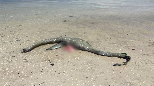 Mystery sea creature washes ashore on Georgia beach (Watch)