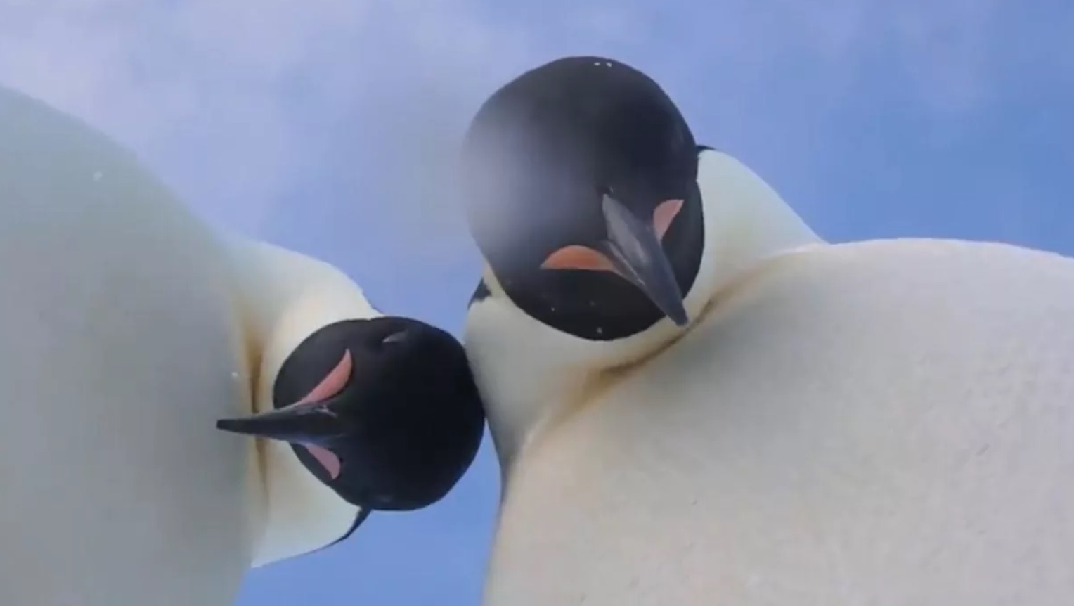 Penguins take a selfie video in Antarctica (Watch)