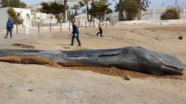 Dead sperm whale found with 30kg of plastic in its stomach (Photo)