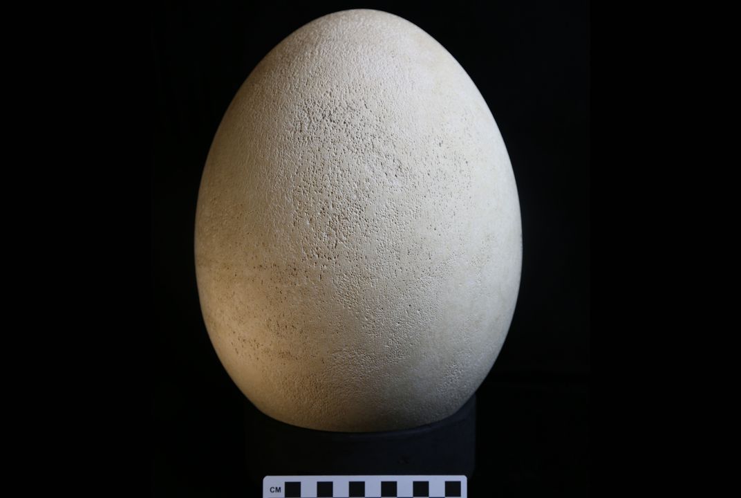 Elephant bird egg discovered in museum (Photo)