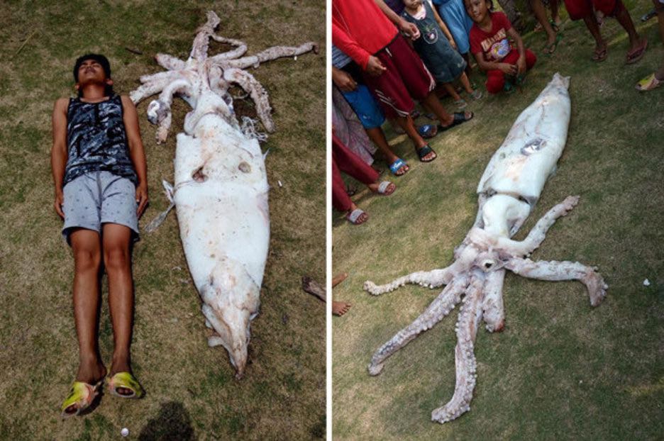 Fisherman Catches 8 FOOT Squid on Philippines island (Watch)