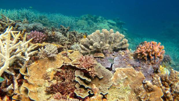 Great Barrier Reef 'cooked' by marine heatwave, says new research