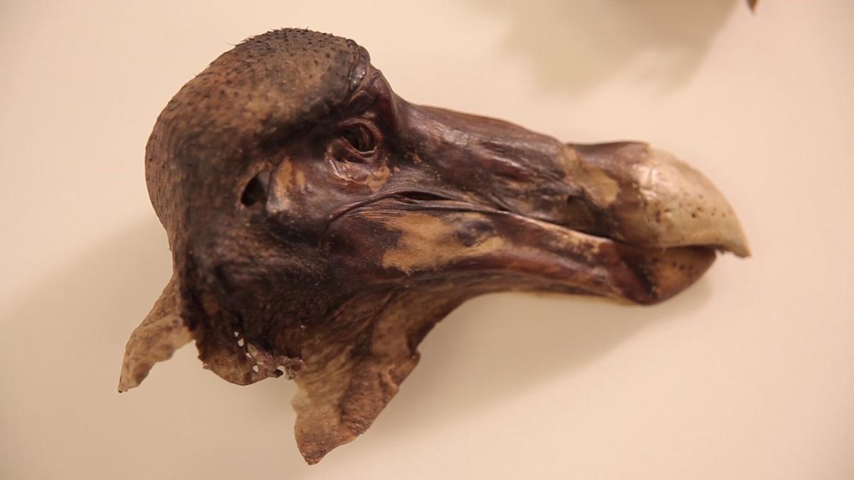 Oxford Dodo's Violent Death Revealed By UK Researchers