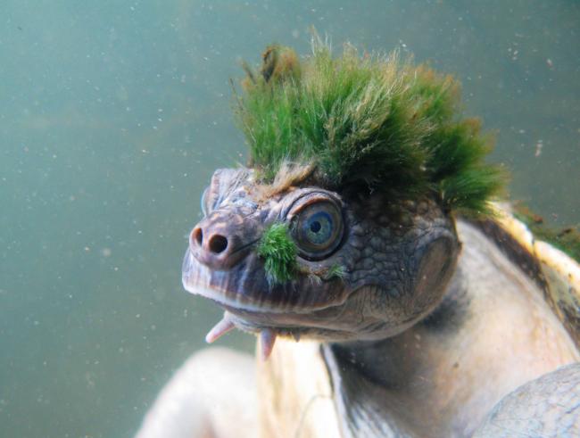 Punk Turtle added to list of endangered reptiles news