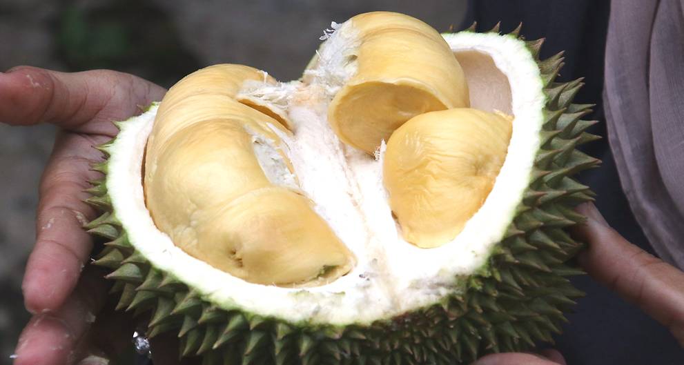 Rotten durian causes Melbourne library evacuation