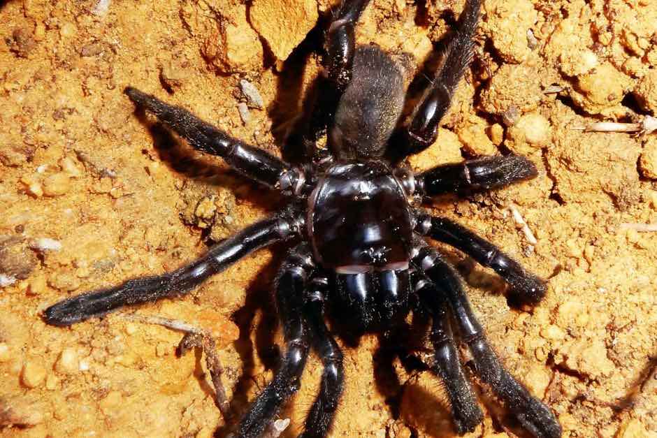 World's oldest spider, a trapdoor, dies at age 43 in Western Australia