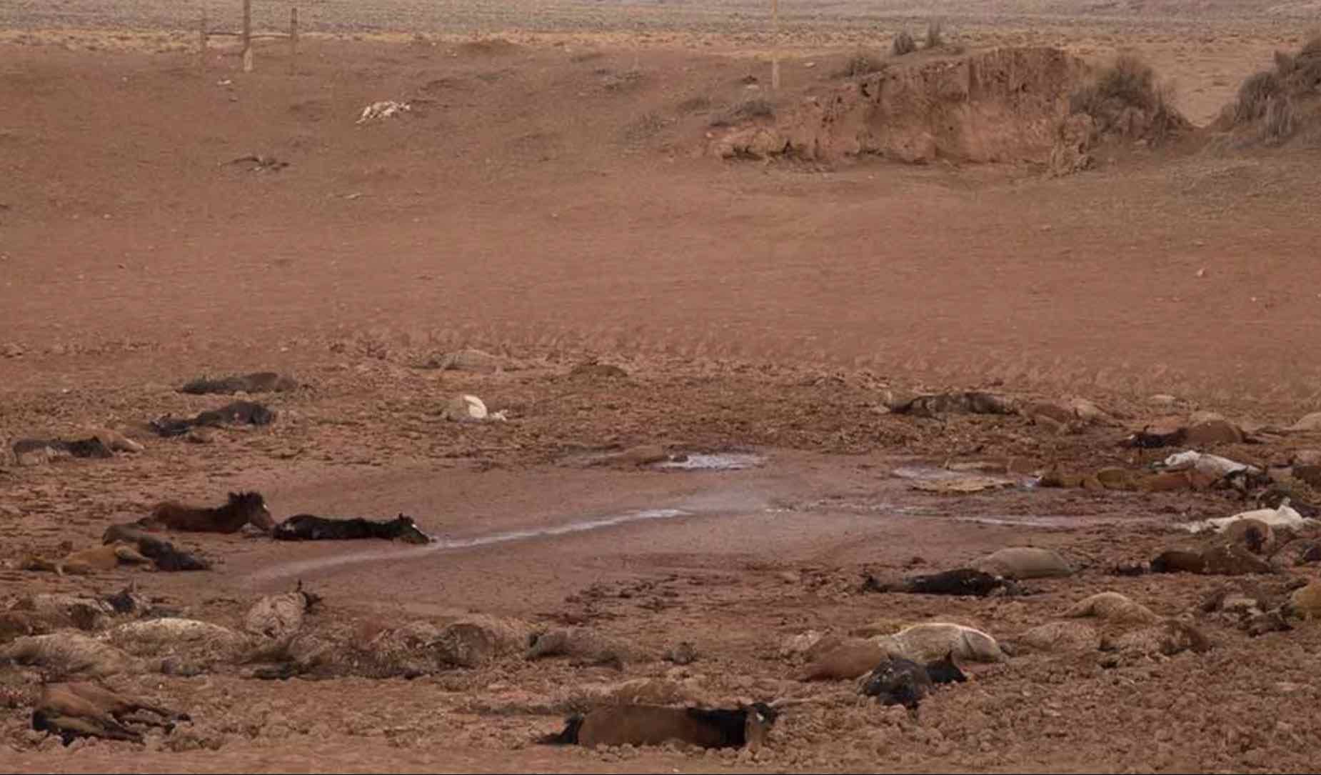 200 dead horses found on Navajo land in USA, Arizona (Photo)