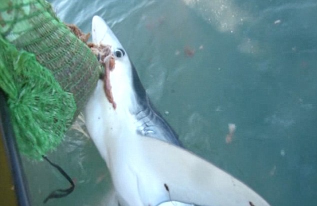 Cornwall shark attack: fisherman in dramatic rescue after shark bite (Video)