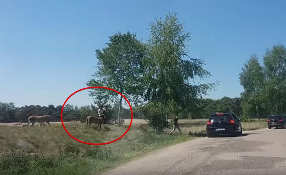Family chased by cheetahs after leaving their car at a safari park (Watch)