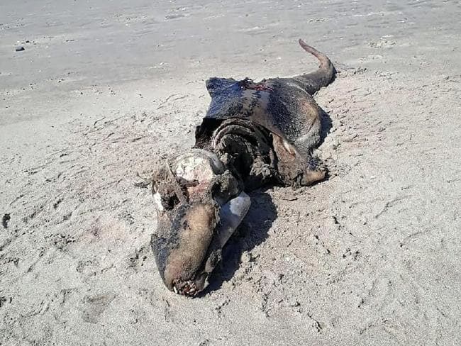 Mystery 'crocodile-like' creature washes up on Brit beach
