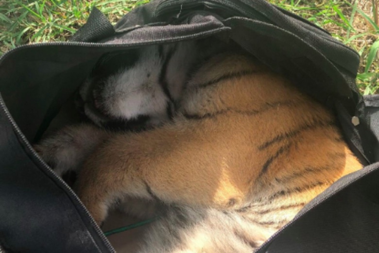 Tiger Cub In Bag? 10News Border officials: Agents discover tiger inside abandoned at US-Mexico border