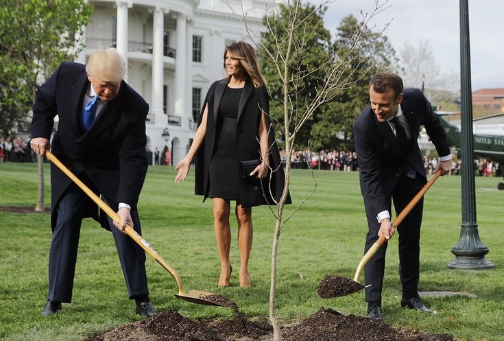 Trump, Macron tree planted on White House lawn mysteriously disappears