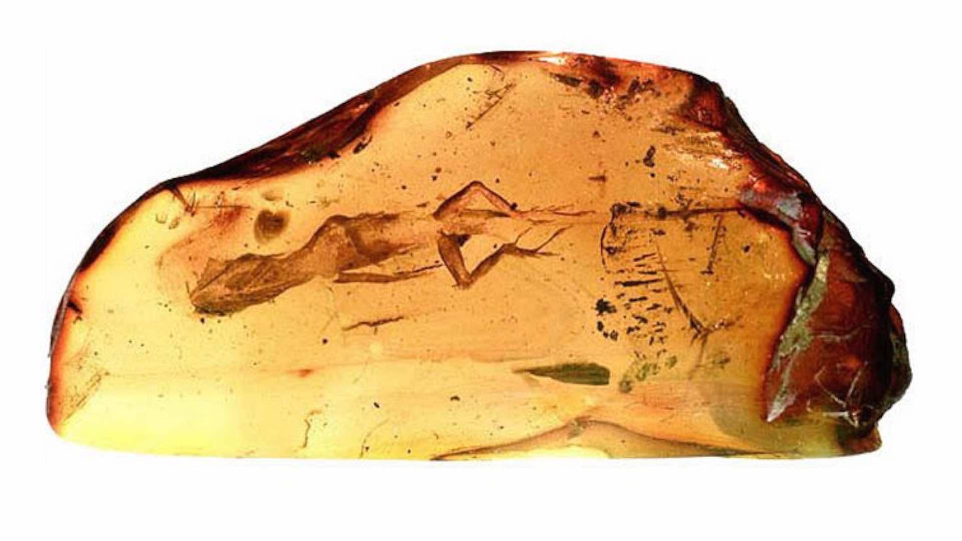 Amber preserves beetle 99 million years