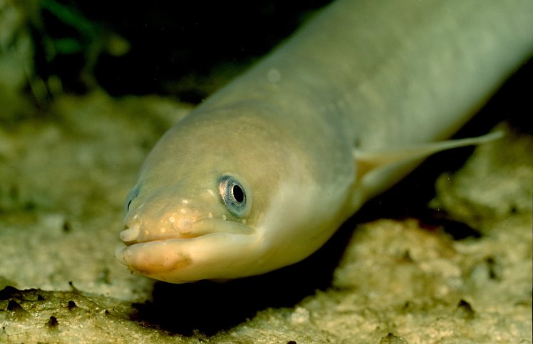 Eels Get High on Cocaine, Says New Research