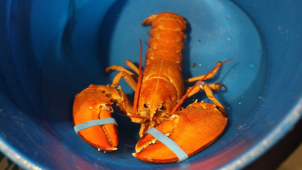 Rare Orange Lobster Discovered At Roche Bros, Supermarket (Photo)