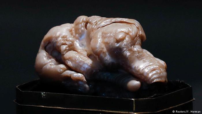 Sleeping Lion Pearl Sold at Auction for $374,000, Report