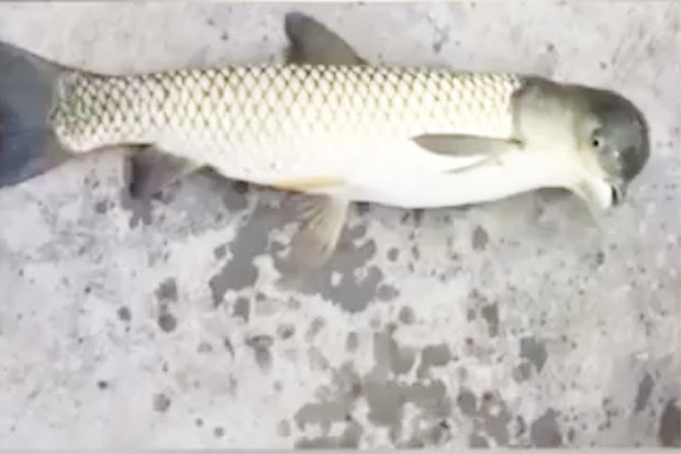 Strange 'bird fish' found in china (Watch Video)