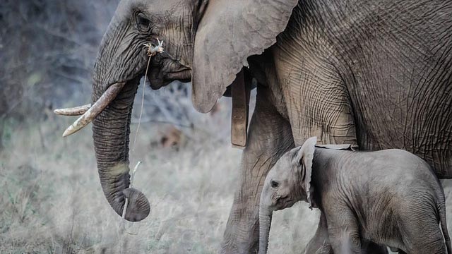 Elephants' 'zombie gene' protects them from cancer, says new research