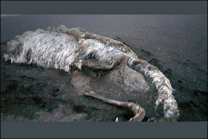 Sea monster washes up in Russia beach