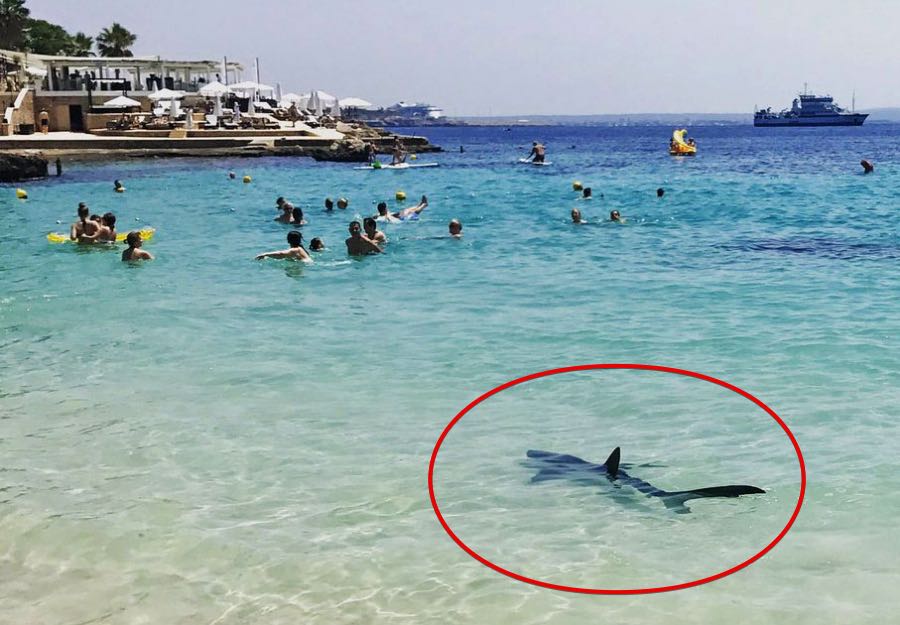 Shark in Majorca beach? Tourists panic as shark sparks beach evacuation