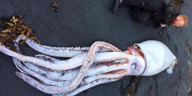 Wellington Brothers Find Monster Squid in New Zealand (Photo)