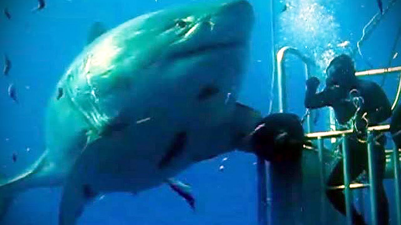 Great white shark lair discovered in Pacific Ocean, Report