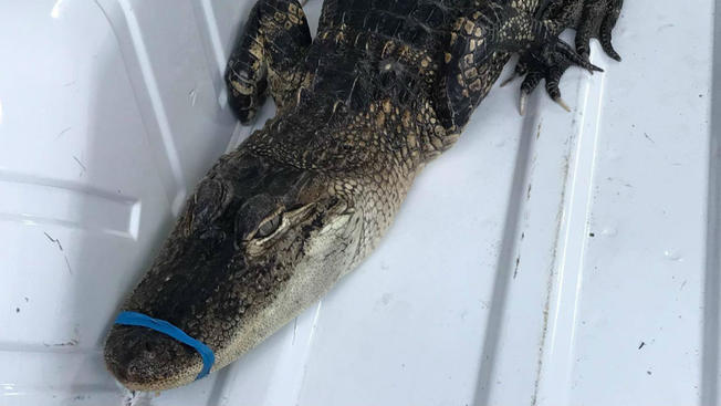 Alligator in Lake Michigan? Kayaker finds small alligator (Watch)