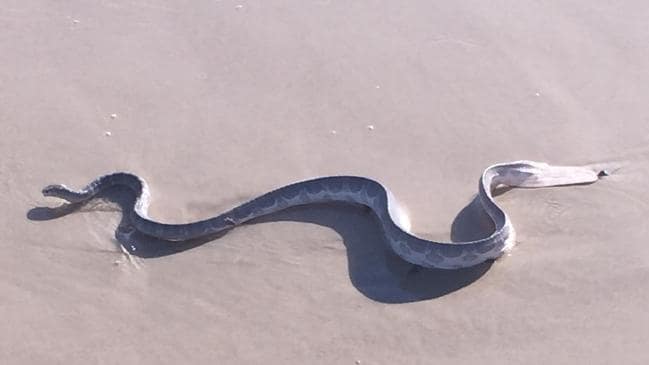 Australia sea snake kills British backpacker, Report