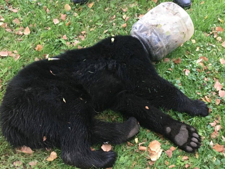 Buckethead Bear Cub Removed From Plastic
