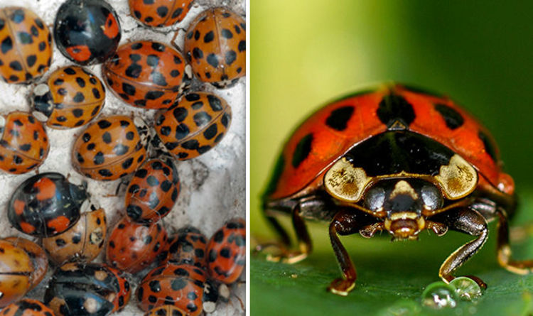 STD-carrying ladybirds are back and invading our homes, Details