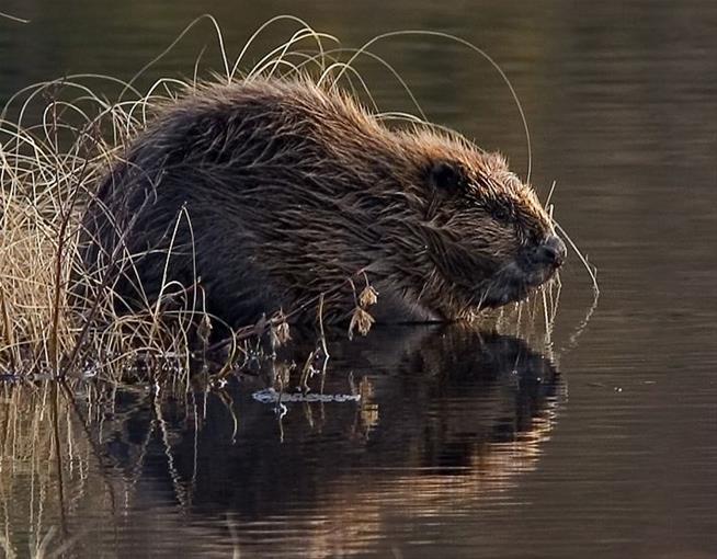 Beavers Return to Italy After 500 Years (Reports)