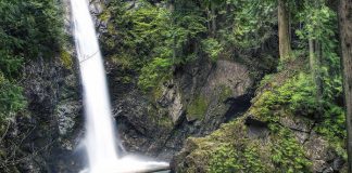 Boy attacked by cougar in Cascade Falls Regional Park Boy attacked by cougar in Cascade Falls Regional Park