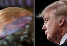 Dermophis donaldtrumpi: Donald Trump’s name is attached to a lot of things Dermophis donaldtrumpi: Donald Trump’s name is attached to a lot of things
