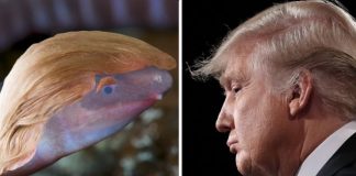 Dermophis donaldtrumpi: Donald Trump’s name is attached to a lot of things