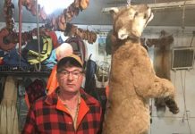 Manitoba trapper accidentally snares cougar near Swan River Manitoba trapper accidentally snares cougar near Swan River
