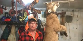 Manitoba trapper accidentally snares cougar near Swan River