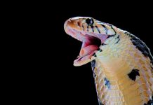 New snake species found in another snake’s belly New snake species found in another snake's belly
