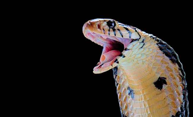 New snake species found in another snake's belly