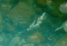 Rock snot clogging the Bow River is mostly harmless (Reports) Rock snot clogging the Bow River is mostly harmless (Reports)