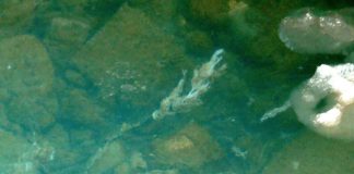 Rock snot clogging the Bow River is mostly harmless (Reports)