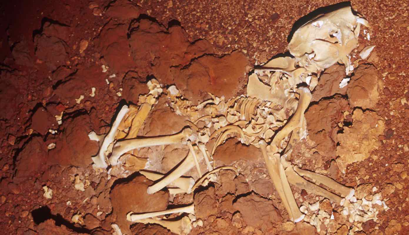 Tasmanian devil on steroids: New Fossils Reveal the Predatory Lifestyle