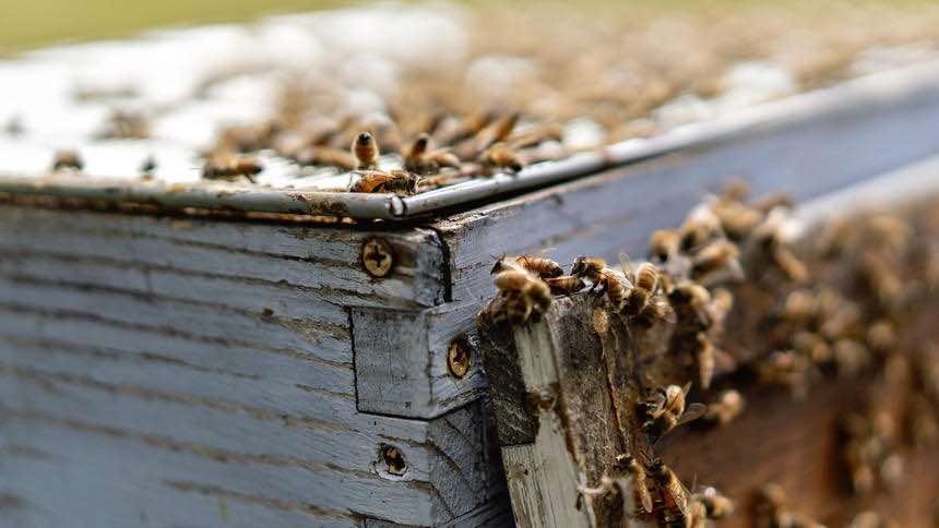 Vaccine for honey bees seeks to save dying pollinators (Reports)