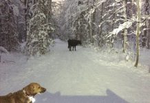 Anchorage escaped cow: six months ago is still on the run Anchorage escaped cow: six months ago is still on the run